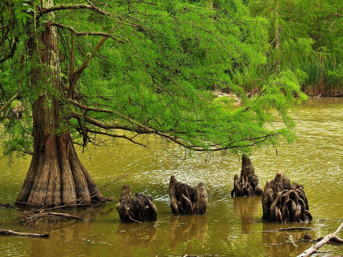 Campeggio Boscoverde Torre del Lago Puccini Ngoại thất bức ảnh